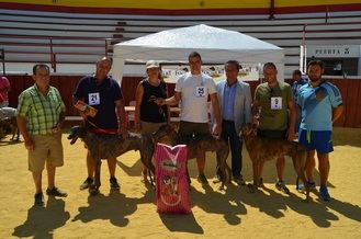 Gran nivel en el IV Concurso Morfológico de Galgo Español de Yunquera de Henares