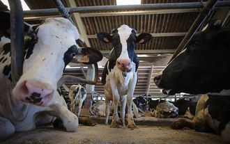 Asaja pide a Page que no se ponga de perfil y establezca ayudas directas a ganaderos por la EHE