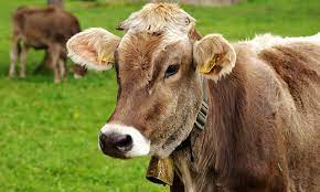 Los ganaderos de bovino agonizan con la extensi&#243;n de la Enfermedad Hemorr&#225;gica Epizo&#243;tica en Castilla La Mancha