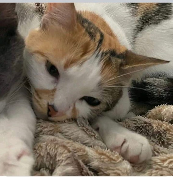 ATENCIÓN, Se busca GATITA perdida en Guadalajara