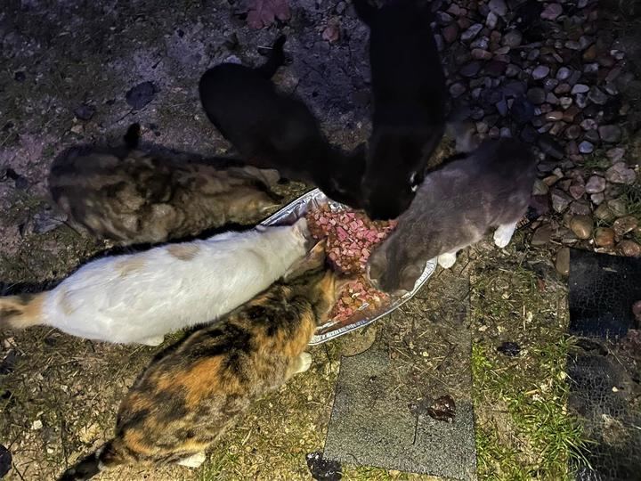 El Plan de control de colonias felinas de Yebes facilitó en 2020 la esterilización de medio centenar de gatos