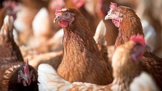 La OMS confirma un segundo caso de gripe aviar en personas, otro trabajador de la granja de Guadalajara donde apareci&#243; el primer caso