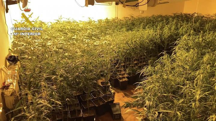 La Guardia Civil desmantela una plantación de 1.574 plantas de marihuana en Jadraque