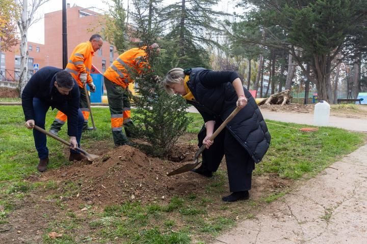 Guarinos: Todos los alcorques vacíos tendrán un árbol y los árboles muertos serán árboles vivos en Guadalajara en este mandato