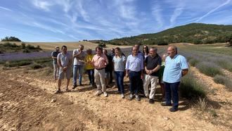 Una plaga de gusanos pone en peligro la cosecha de lavanda en toda España