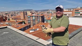 Dos pollos hembra de halcón peregrino han sido devueltos a su medio natural tras haber caído desde su nido de un décimo piso de la ciudad de Guadalajara