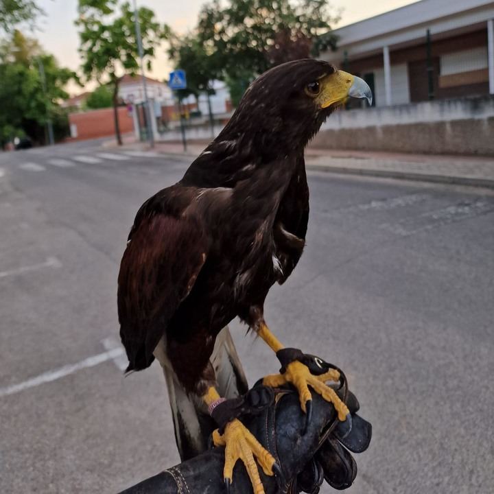 Se intensifican los vuelos con águila y halcón para combatir a las palomas en Cabanillas