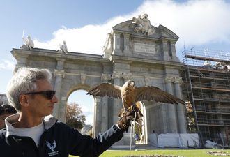 El Ayuntamiento de Madrid empleará un halcón y dos águilas para proteger la restaurada Puerta de Alcalá