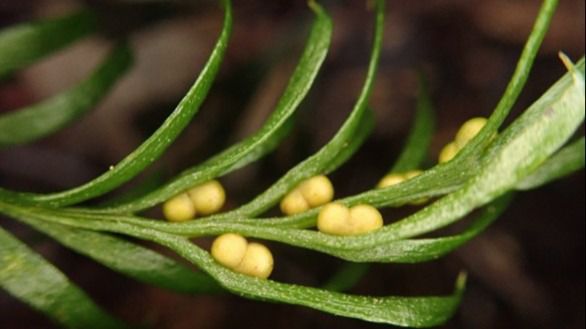 Descubren en un helecho de Nueva Caledonia el genoma más grande del planeta