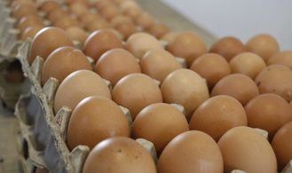 El precio de los huevos, por las nubes