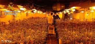 La Guardia Civil desmantela en Illana una plantación de marihuana indoor con más de 1.600 plantas