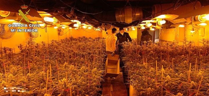 La Guardia Civil desmantela en Illana una plantación de marihuana “indoor” con más de 1.600 plantas