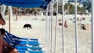 Un jabalí sale del mar en una playa de Alicante y muerde a una bañista 