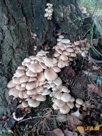 Actividad gratuita para esta semana en el Centro IberCaja Guadalajara