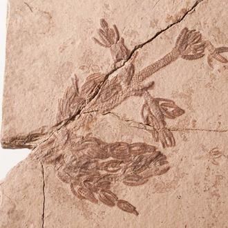 Cuatro enclaves españoles entran en la lista de Patrimonio Geológico Mundial...y uno es de Cuenca