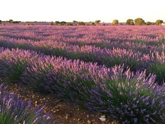 El proyecto europeo Lignobiolife, de la Universidad de Alcalá, probará sus bioproductos en las plantaciones de aromáticas de Brihuega