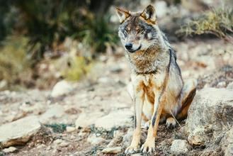 El lobo ibérico regresa a Ciudad Real, donde se daba por desaparecido hace décadas