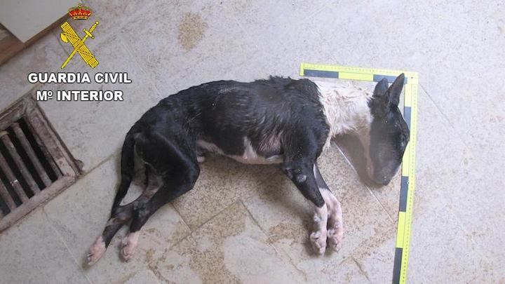 La Guardia Civil investiga a un vecino de Brihuega por un delito de maltrato animal
