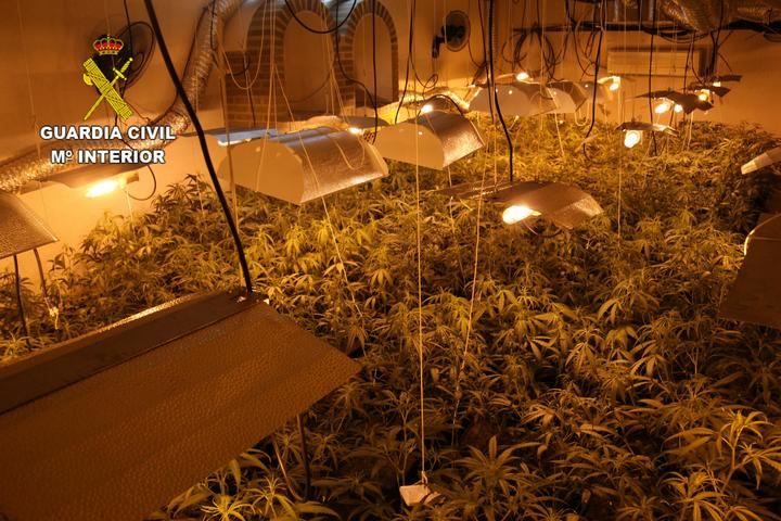 La Guardia Civil desmantela cuatro plantaciones de marihuana en Alcaudete de la Jara 