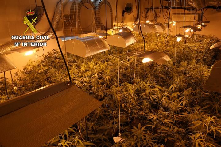 La Guardia Civil desmantela cuatro plantaciones de marihuana en Alcaudete de la Jara