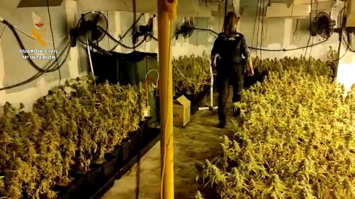 La Guardia Civil desmantela en estas ultimas semanas 4 plantaciones de marihuana en las localidades de El Casar, Alovera y Valdeaveruelo
