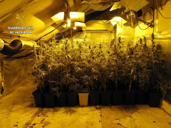 La Guardia Civil detiene a cinco personas por un delito de cultivo de marihuana en Seseña