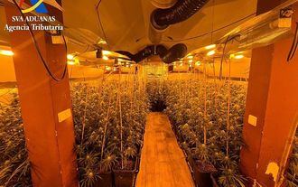 Desmantelada en El Casar una plantaci&#243;n de marihuana que habr&#237;a alcanzado los 600.000 euros en el mercado