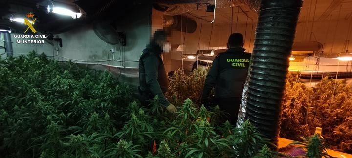 La Guardia Civil detiene a dos personas e interviene una plantación de marihuana en Erustes
