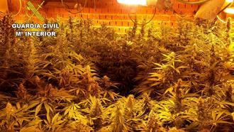 La Guardia Civil desmantela una plantación de marihuna (608 plantas) en Fuentenovilla