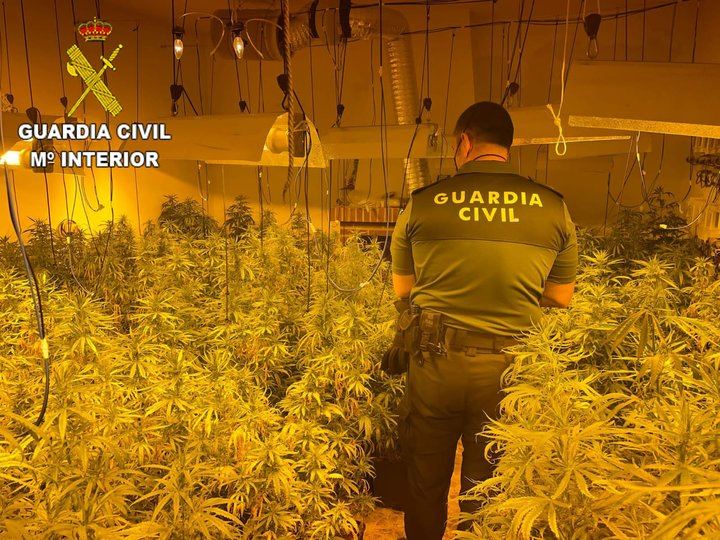 La Guardia Civil detiene en Toledo a 8 personas por cultivo y tráfico de marihuana 