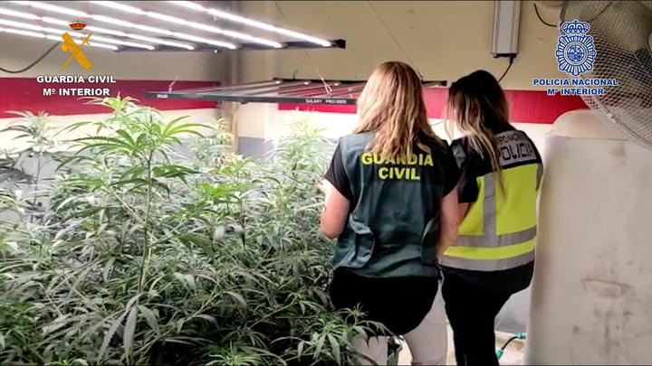 La Guardia Civil y la Policía Nacional desmantelan una plantación de marihuana “indoor” en Quer
