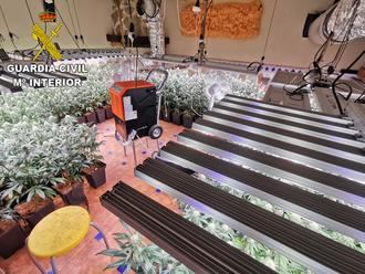 La Guardia Civil desmantela una plantación de alto rendimiento en Burguillos de Toledo con 385 plantas de marihuana
