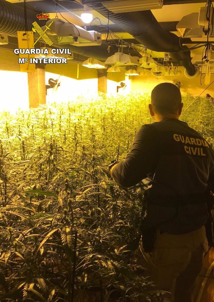 La Guardia Civil desmantela 3 plantaciones de marihuana indoor en Trijueque, El Casar y Tórtola de Henares