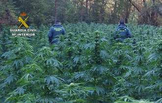 Dos hombres de nacionalidad albanesa "cuidaban" de 1.330 plantas de marihuana en el Señorío de Molina