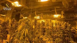 Detenidas tres personas en Sigüenza dedicadas al cultivo de marihuana