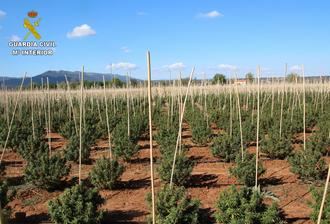 La Guardia Civil interviene 12.000 plantas de marihuana en una finca dedicada a un falso cultivo de cáñamo industrial en Sonseca