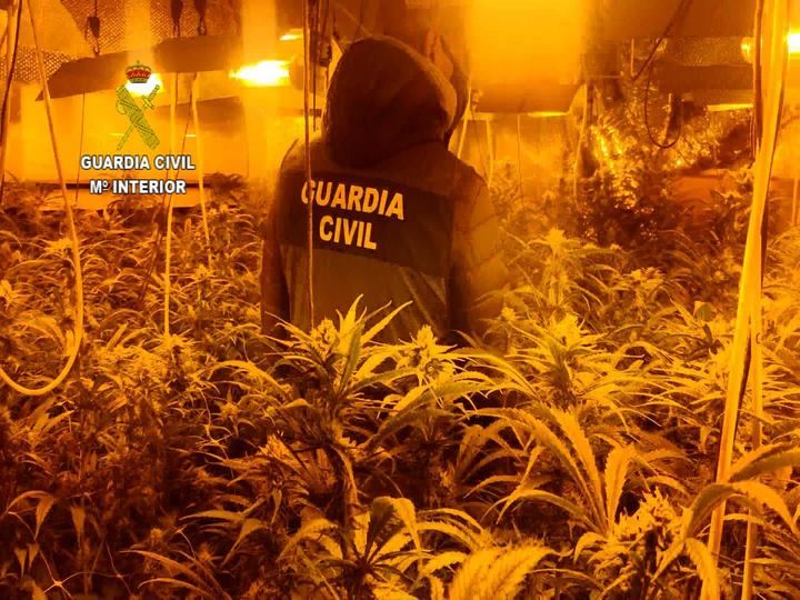 La Guardia Civil desmantela una plantación de marihuana “indoor” en Valdeaveruelo