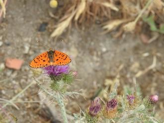 Las mariposas diurnas tiñen de color los prados y bosques de la Sierra Norte de Guadalajara
