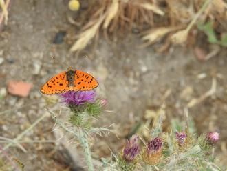 Las mariposas diurnas ti&#241;en de color los prados y bosques de la Sierra Norte de Guadalajara
