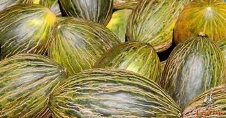 ASAJA CLM pide que no se manipulen los precios del melón y la sandía y se cumpla la Ley de la Cadena Alimentaria