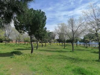 Villanueva de la Torre y la Fundación FDI impulsan la plantación de casi un centenar de pinos mediante una acción de voluntariado con personas con discapacidad
