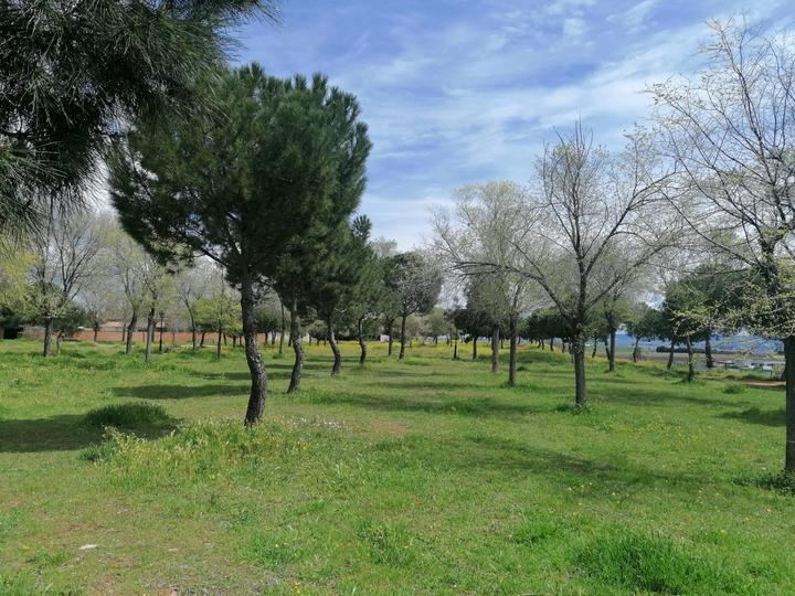 Villanueva de la Torre y la Fundación FDI impulsan la plantación de casi un centenar de pinos mediante una acción de voluntariado con personas con discapacidad