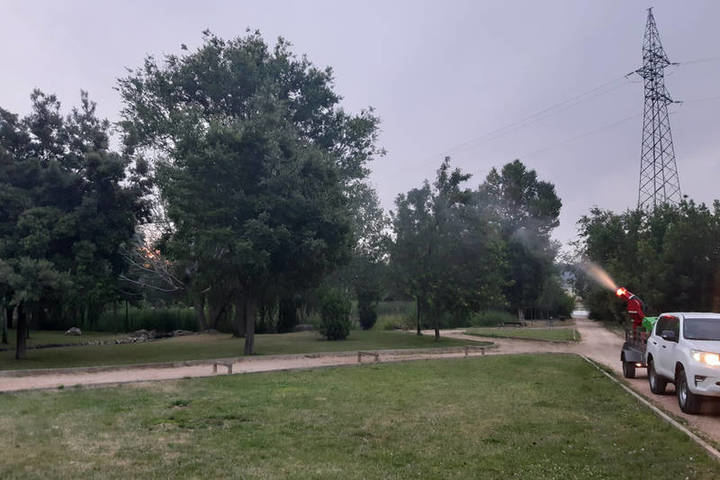 CUIDADO CON EL MOSQUITO TIGRE : En marcha en Azuqueca la campaña para el control de la proliferación de mosquitos