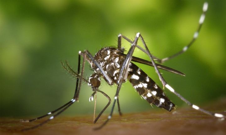 El Ayuntamiento de Cabanillas inicia los tratamientos preventivos contra la proliferación de mosquitos