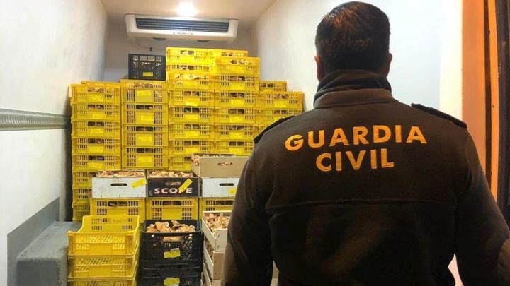 Incautados MIL KILOS de níscalos recogidos ilegalmente en Alcolea del Pinar