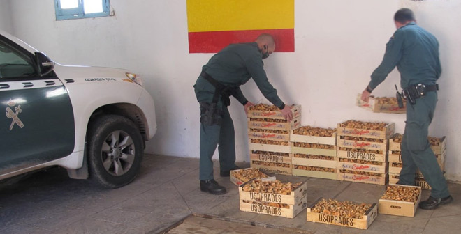 La Guardia Civil incauta 150 kilos de níscalos cogidos ilegalmente en Atienza