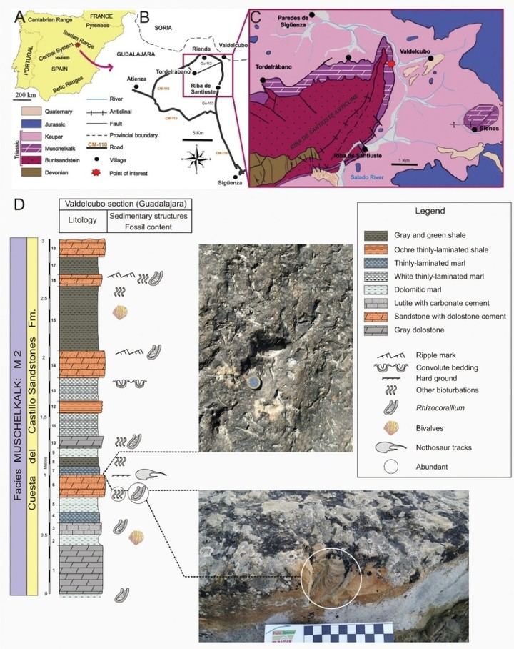 Una investigación de la UAH descubre huellas de notosaurio del Triásico en Guadalajara