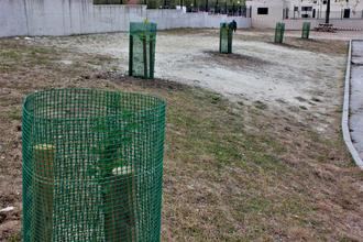 Yebes planta una docena de olmos resistentes a la grafiosis donados por el Ministerio de Agricultura