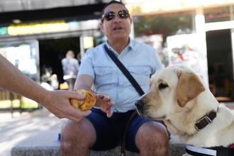 Los perros guía de la ONCE en Guadalajara piden que no los distraigas con alimentos