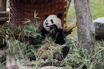 Madrid acogerá una nueva pareja de osos panda dentro del programa de conservación que se lleva a cabo en el Zoo Aquarium